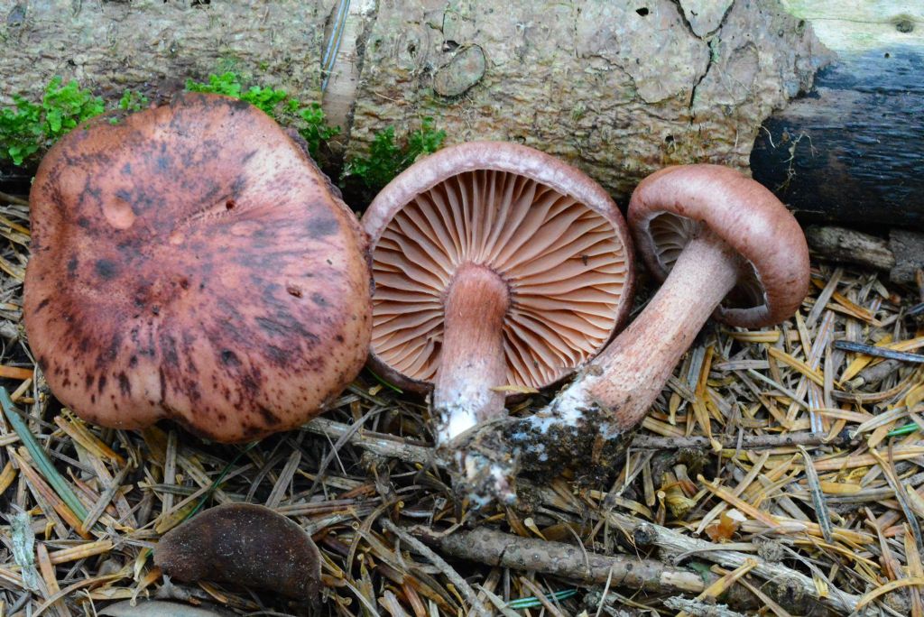 Hygrophorus capreolarius (Kalchbr.) Sacc